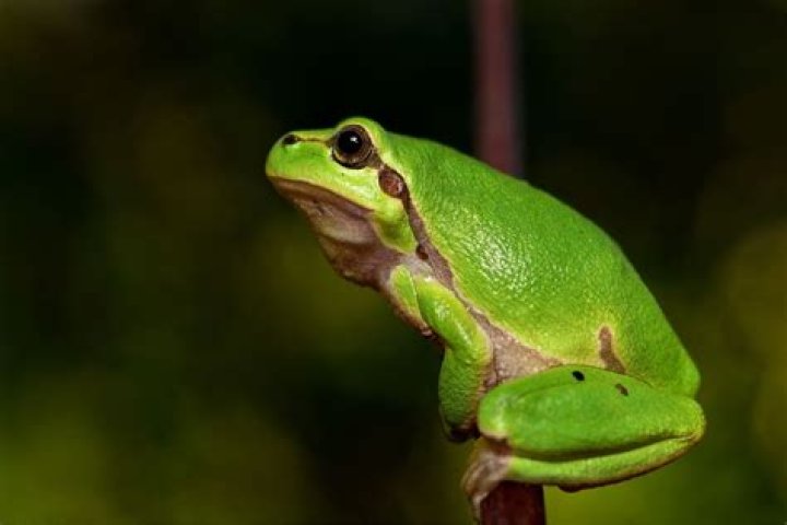 Is a frog good luck