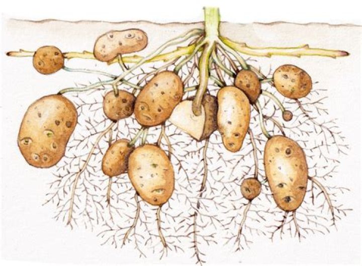 Is a potato a polysaccharide?
