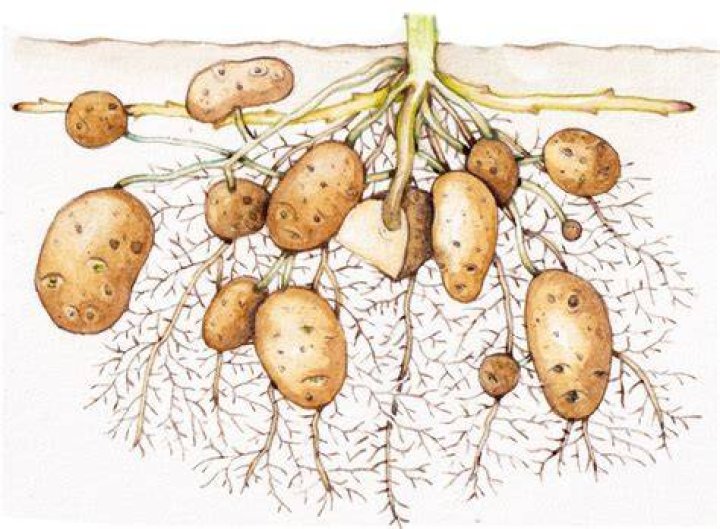 Is a potato a tuber or a vegetable?