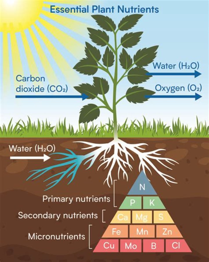 Is carbon a nutrient