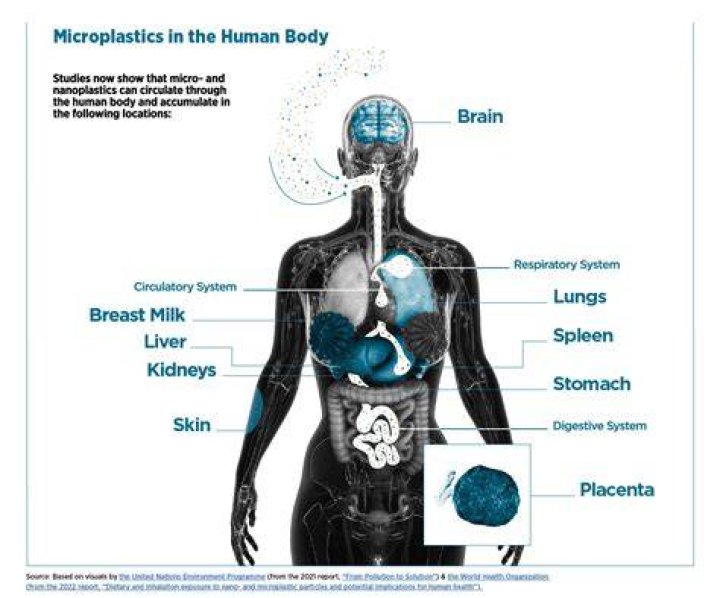 Is catalase found in humans