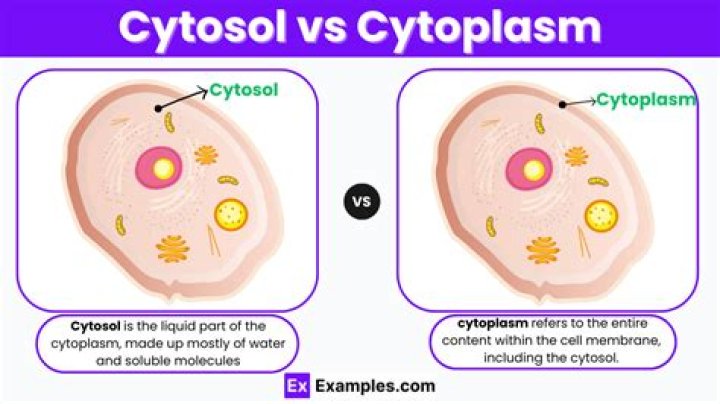 Is cytosol same as cytoplasm