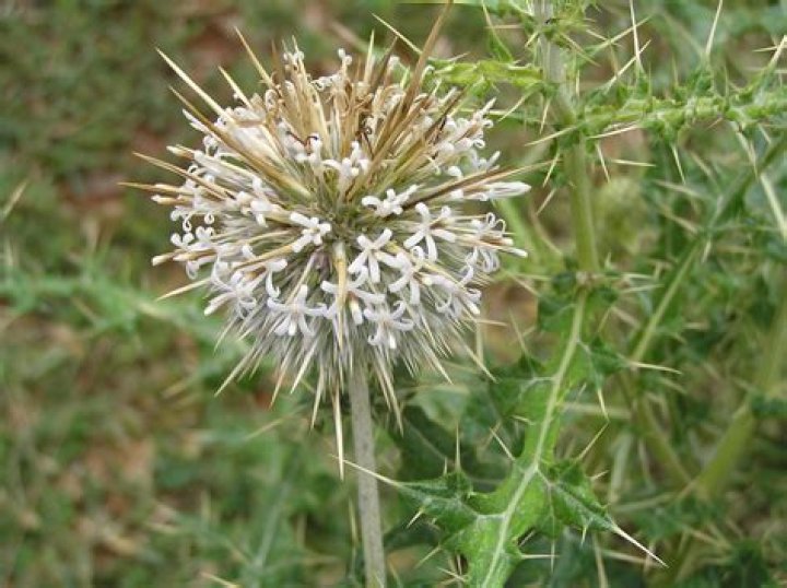Is Echinops perennial
