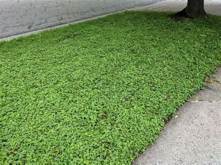 Is ground ivy invasive
