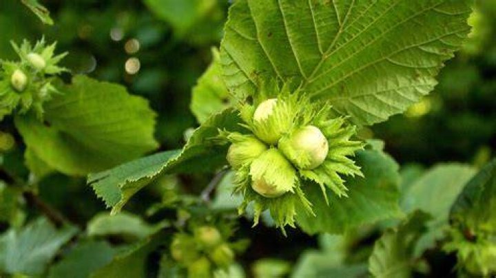 Is hazelnut a tree or a bush