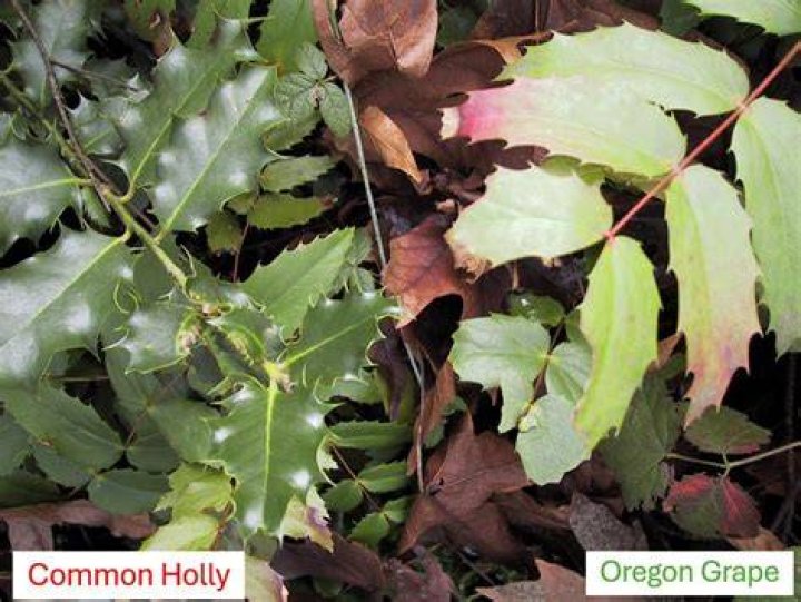 Is holly native to Oregon