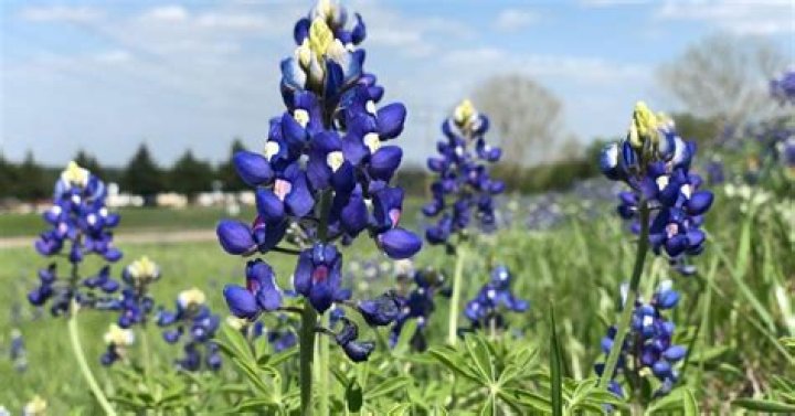 Is it illegal to pick bluebonnets
