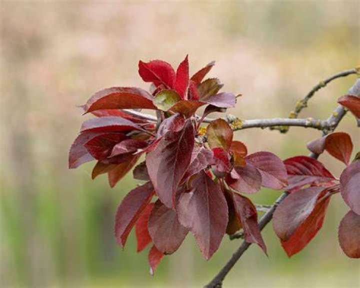 Is it leaved or leafed