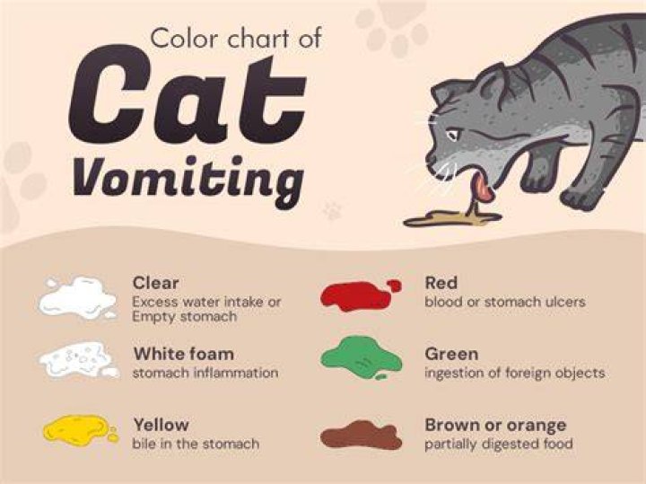 Is it normal for a cat to vomit