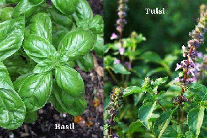 Is Italian Basil the same as sweet basil