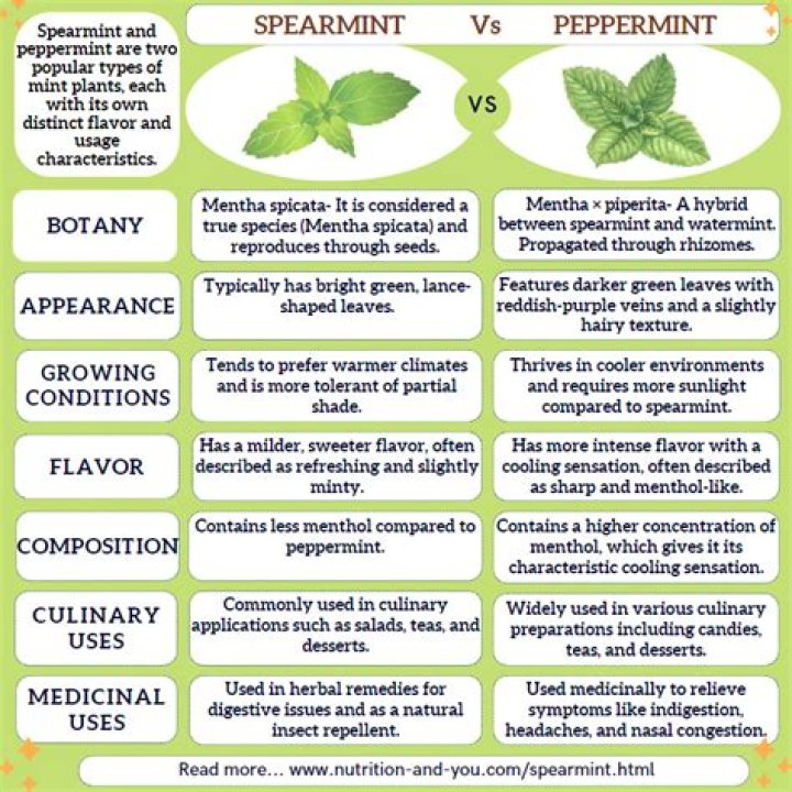 Is mint tea and peppermint tea the same