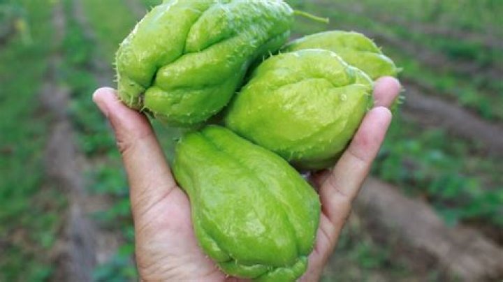 Is mirliton the same as chayote?