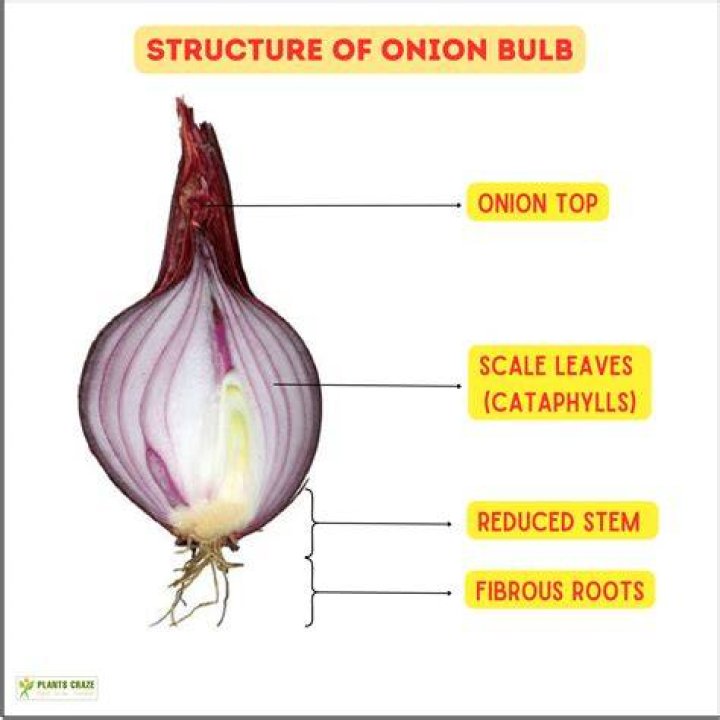 Is potassium present in onion