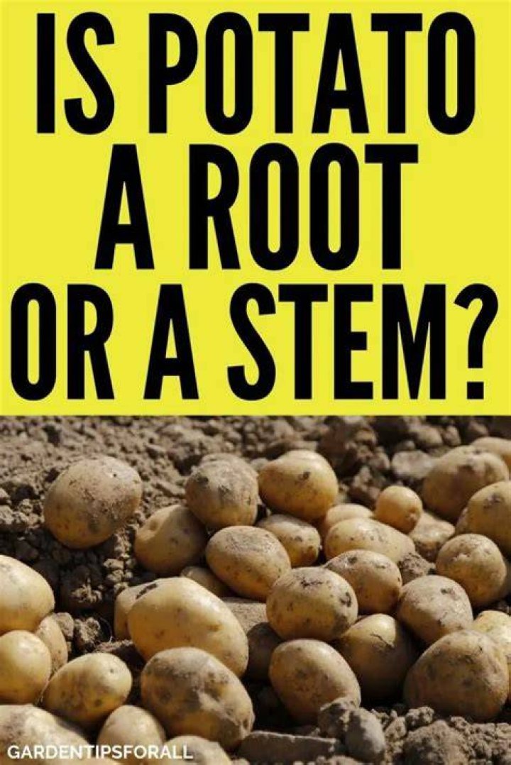Is potato a stem or a root?