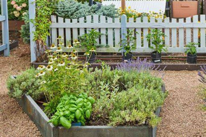 Is potato an herb?