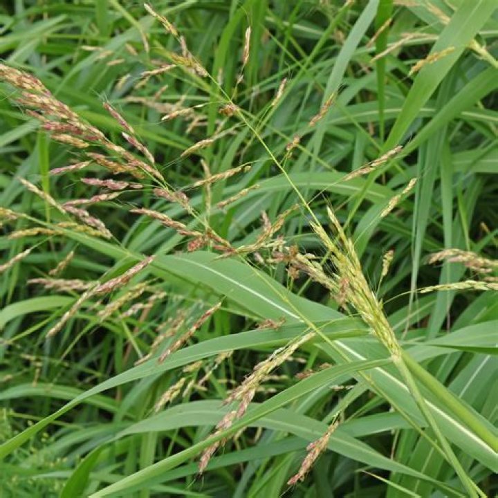 Is sorghum a grass