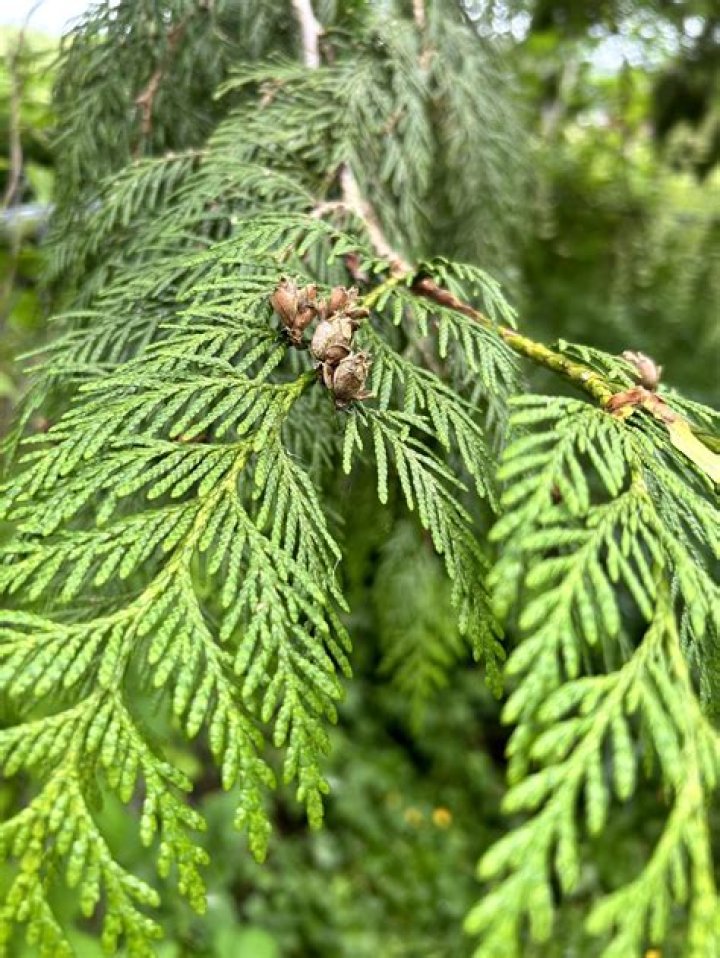 Is Western red cedar poisonous