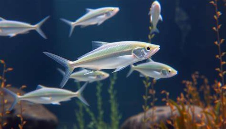 Is Whiting a lean fish