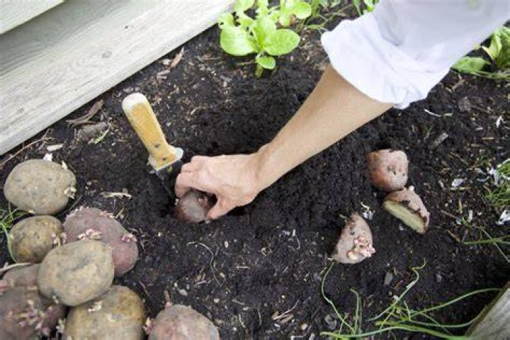 Should I remove potato seed pods?