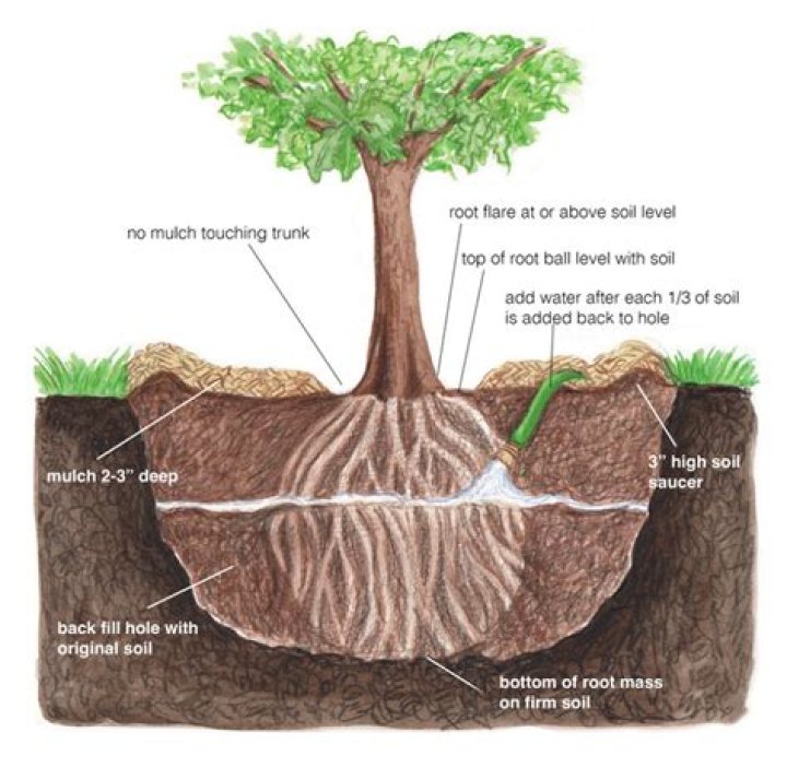 Should iris roots be above ground