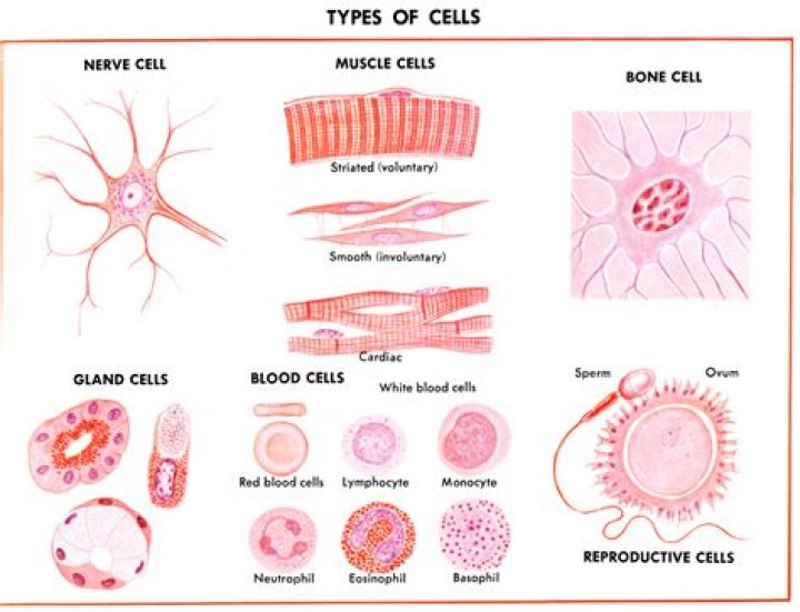 What are cells and tissues