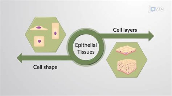 What are the three basic shapes of epithelial tissue