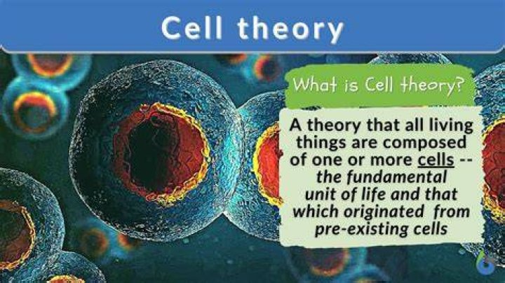 What can a cell wall be found in?