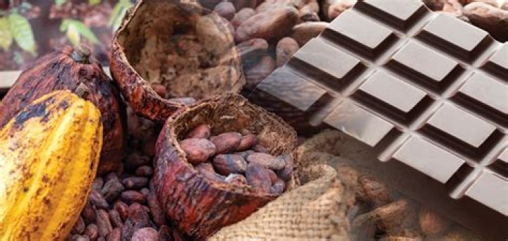 What can be made from cocoa?