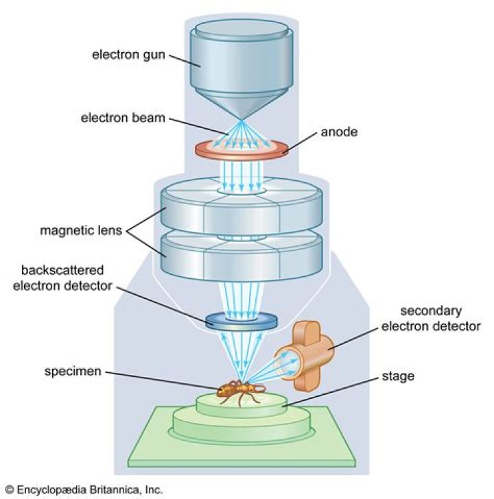 What can be seen with a scanning electron microscope