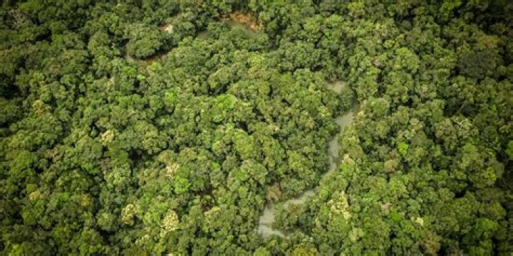 What can we do to help the rainforest