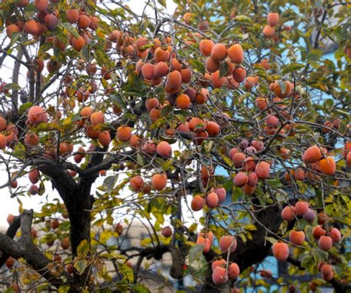 What chemical will kill persimmon trees