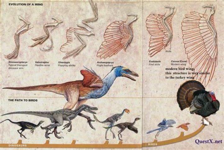 What did a turkey evolve from?