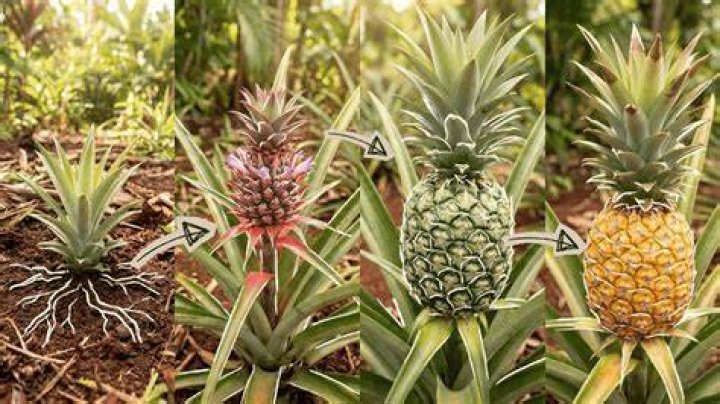 What did pineapples evolve from?