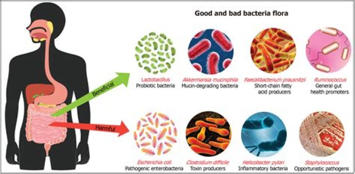 What do good bacteria produce?