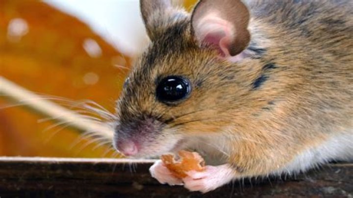 What do mice eat in a trap