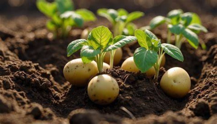 What do potatoes grow from?