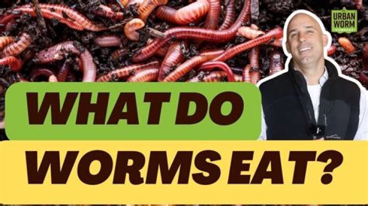 What do sago worms taste like
