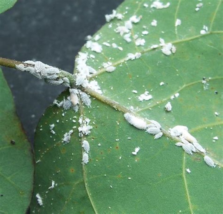 What do spit bugs turn into?