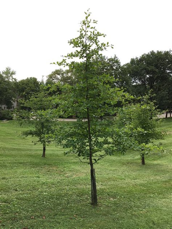 What does a blackgum tree look like