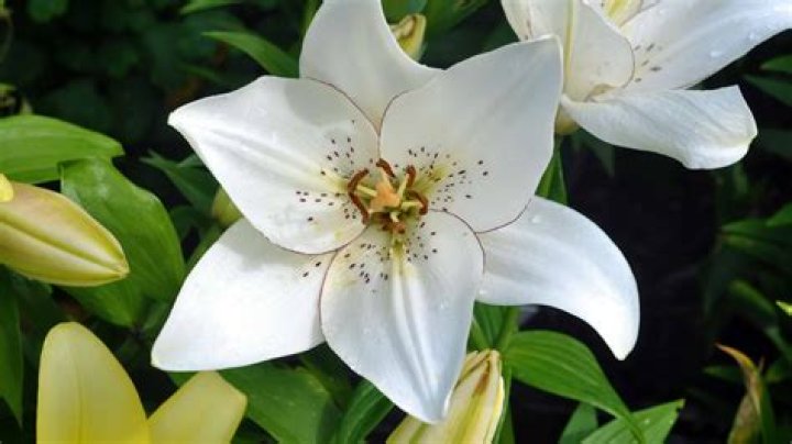 What does a white lily flower symbolize