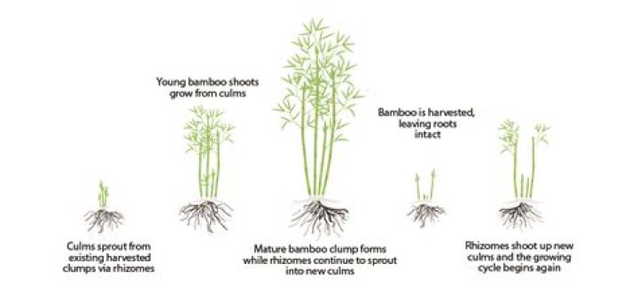 What does bamboo grass look like