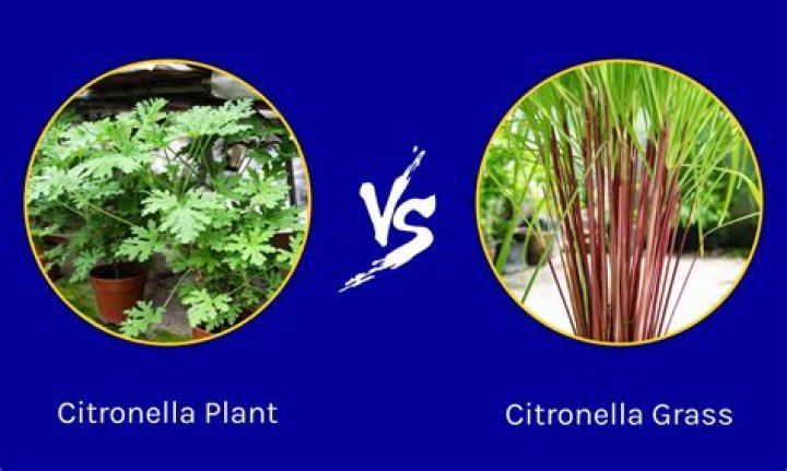 What does citronella taste like