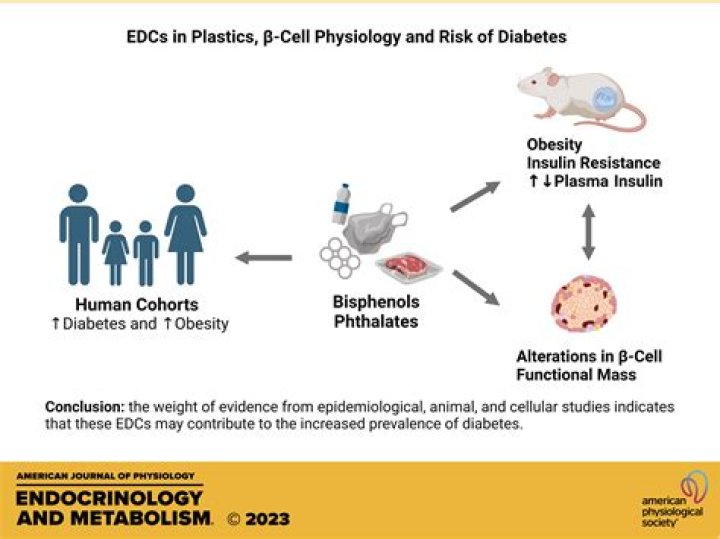 What does endocrine disruptor mean