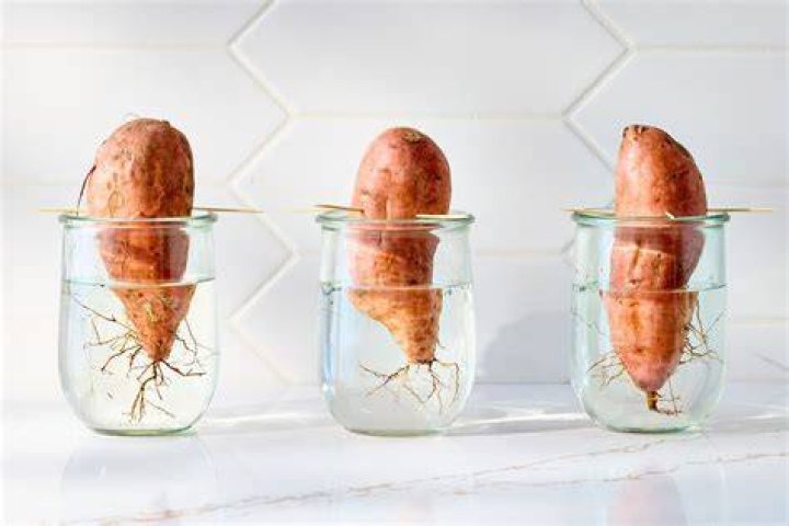 What does sweet potato pair well with?