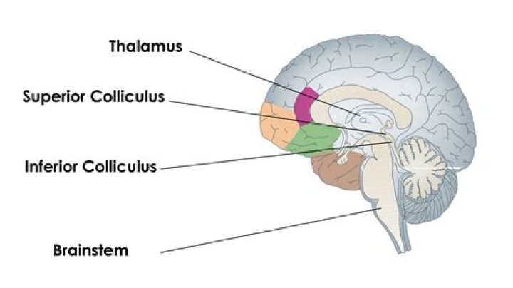 What does the colliculus do