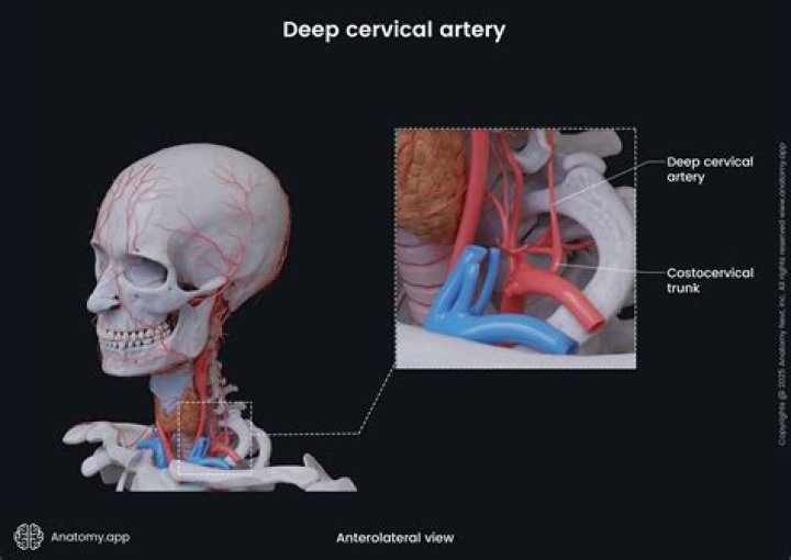 What does the deep cervical artery supply
