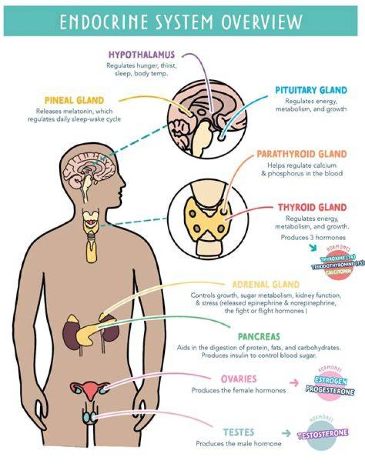 What does the endocrine system do for the respiratory system