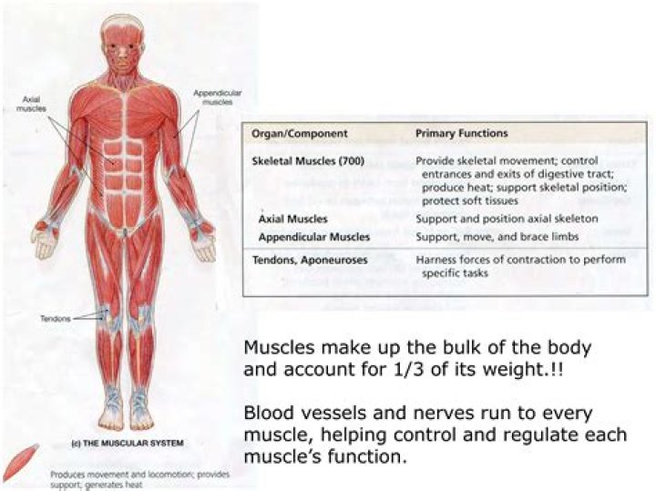 What does the muscular system do for a frog