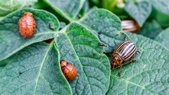 What else do potato bugs eat?
