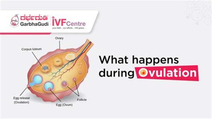 What happens after you ovulate